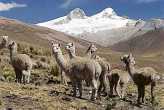 Lamas auf dem Altiplano